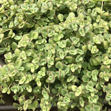 Sedum 'Little Master'