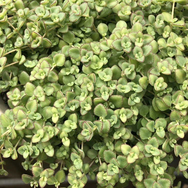 Plant image Sedum 'Little Master'