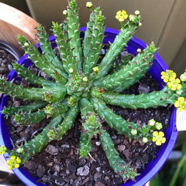 Euphorbia Flanaganii