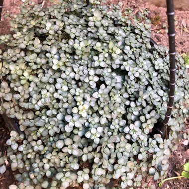 Pilea Glauca 'Silver Sprinkles' syn. Pilea libanensis 'Silver Sprinkles'