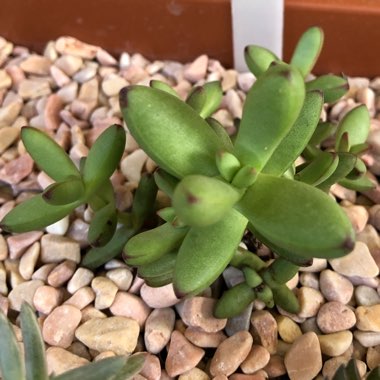 Crassula nudicaulis var. 'Herrei'