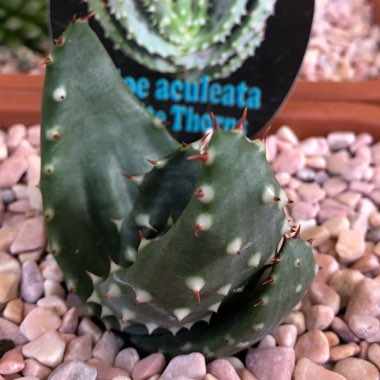 Aloe aculeata 'White Thorns'