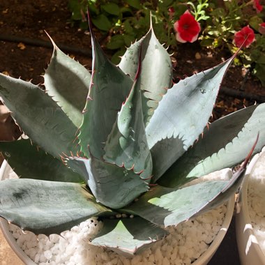 Agave parryi var. 'Kichijokan'