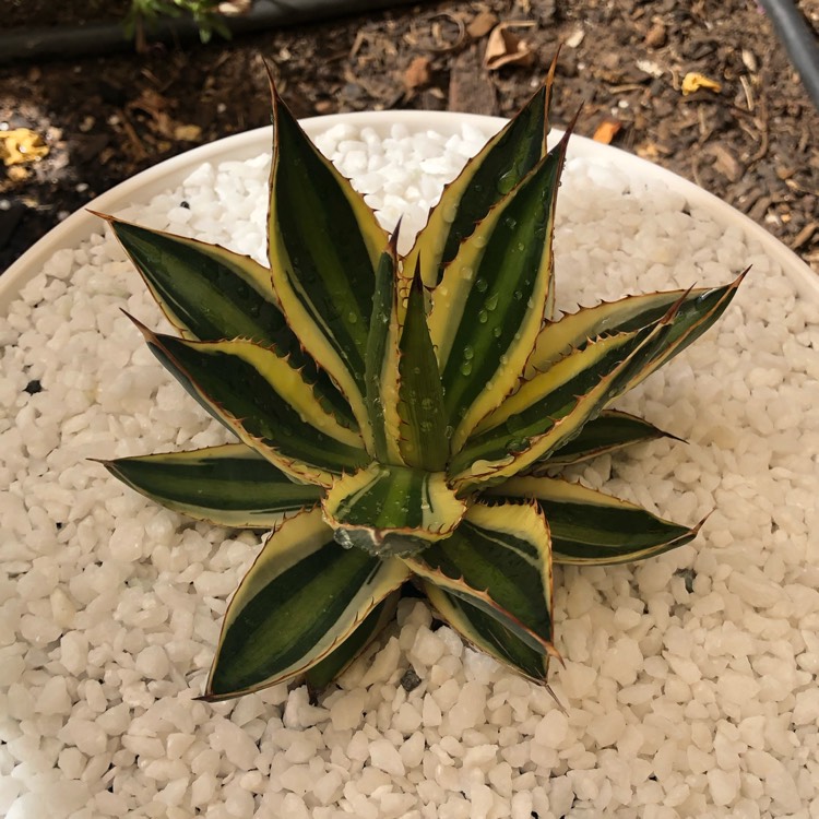 Plant image Agave lopthana 'Quadricolour'