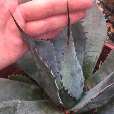 Agave parryi var. 'Kichijokan'