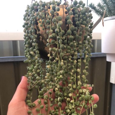 Senecio rowleyanus variegata