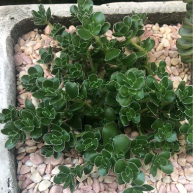 Crassula David