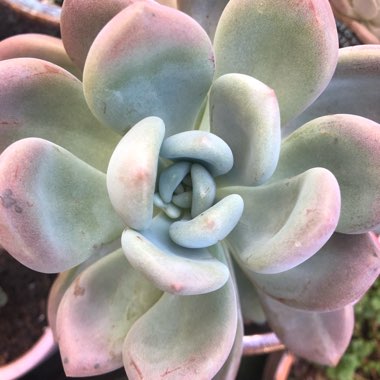 xGraptoveria Opalina