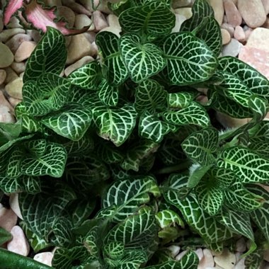 Fittonia albivenis var. Verschaffeltii