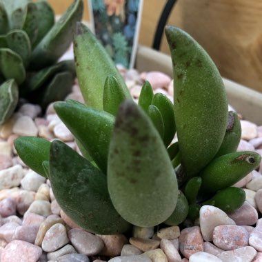 Adromischus