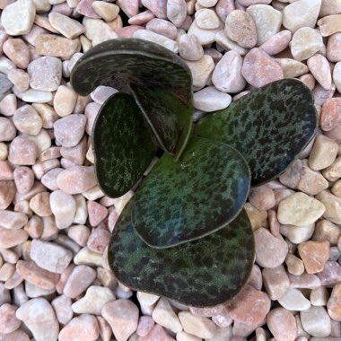 Adromischus maculatus syn. Cotyledon rupicola ; Cotyledon maculatus