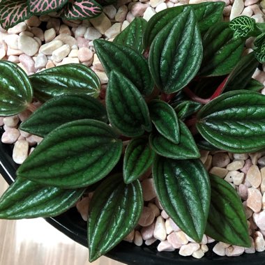 Peperomia 'Eden Rosso'