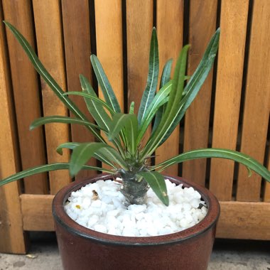 Pachypodium lamerei