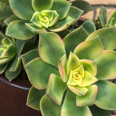 Aeonium Haworthii Dreamcolour