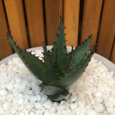 Aloe Broomii