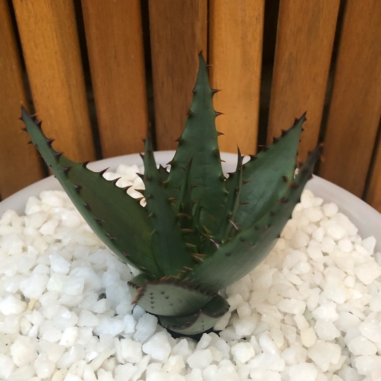 Plant image Aloe Broomii