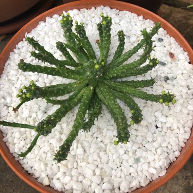 Euphorbia Flanaganii