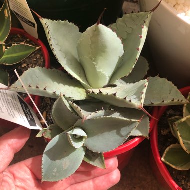 Agave Pygmae