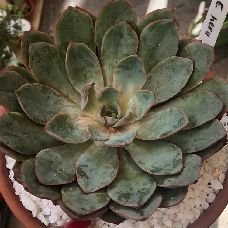 Plant image Echeveria Hera