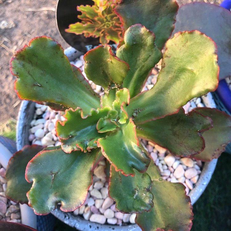 Plant image Echeveria Katella IV