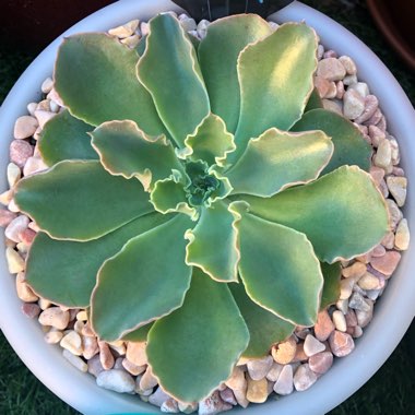 Echeveria Paradisian Surprise