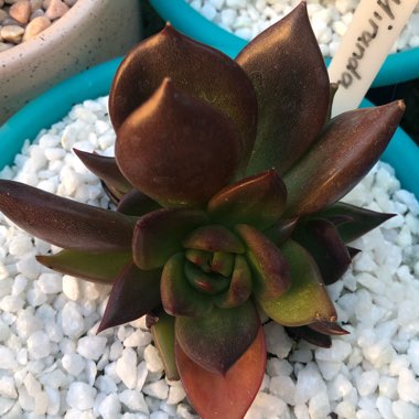 Echeveria Agavoides Miranda