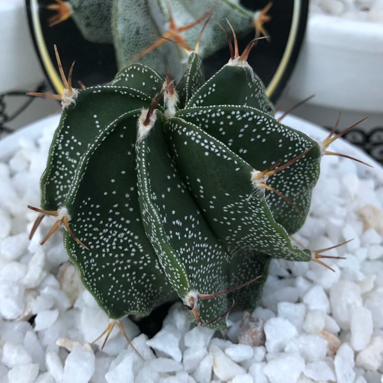 Plant image Astrophytum Ornatum