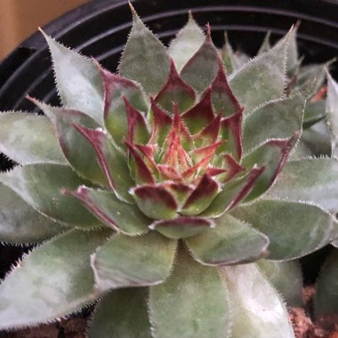 Sempervivum Edge of Night