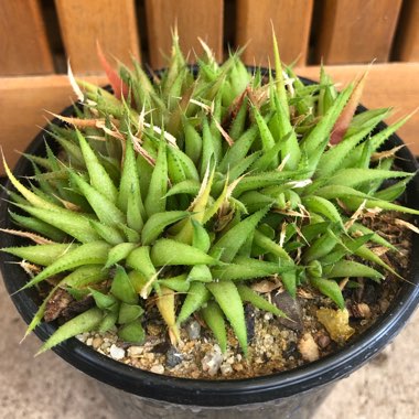 Haworthia chloracantha var. Denticulifera