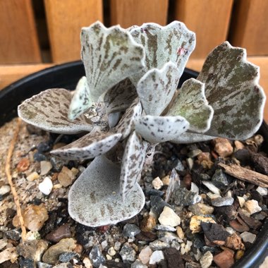 Kalanchoe rhombopilosa var. rhombopilosa