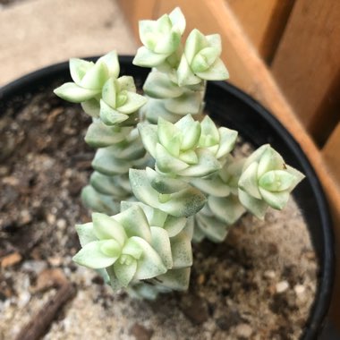 Crassula Tom Thumb Variegata