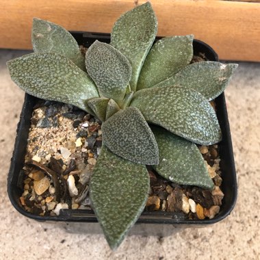 Aloinopsis rubrolineata