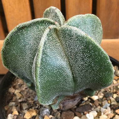 Astrophytum myriostigma