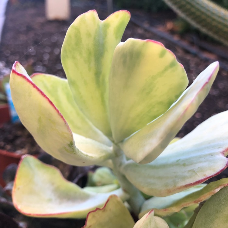 Plant image Cotyledon Orbiculata var. Orbiculata Variegata