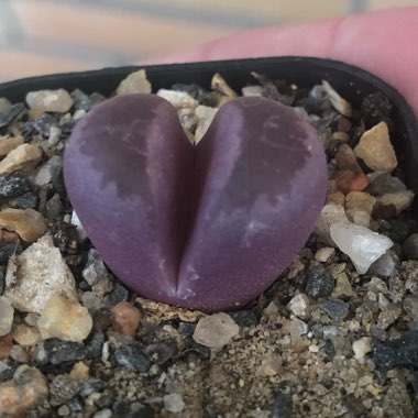 Lithops Optica Rubra