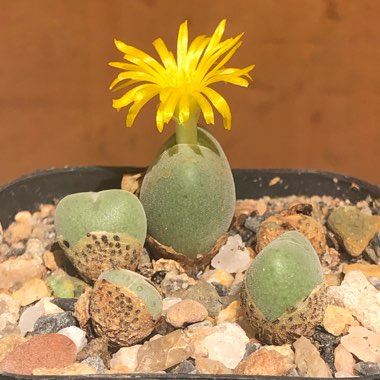 Conophytum bilobum syn. Derenbergia biloba, Mesembryanthemum bilobum