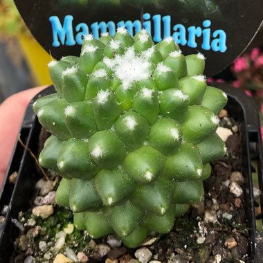 Mammillaria polythele 'Toluca' syn. Mammillaria vagaspina var. toluca