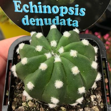 Echinopsis subdenudata syn. Echinopsis denudata