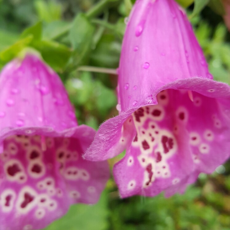 Foxglove