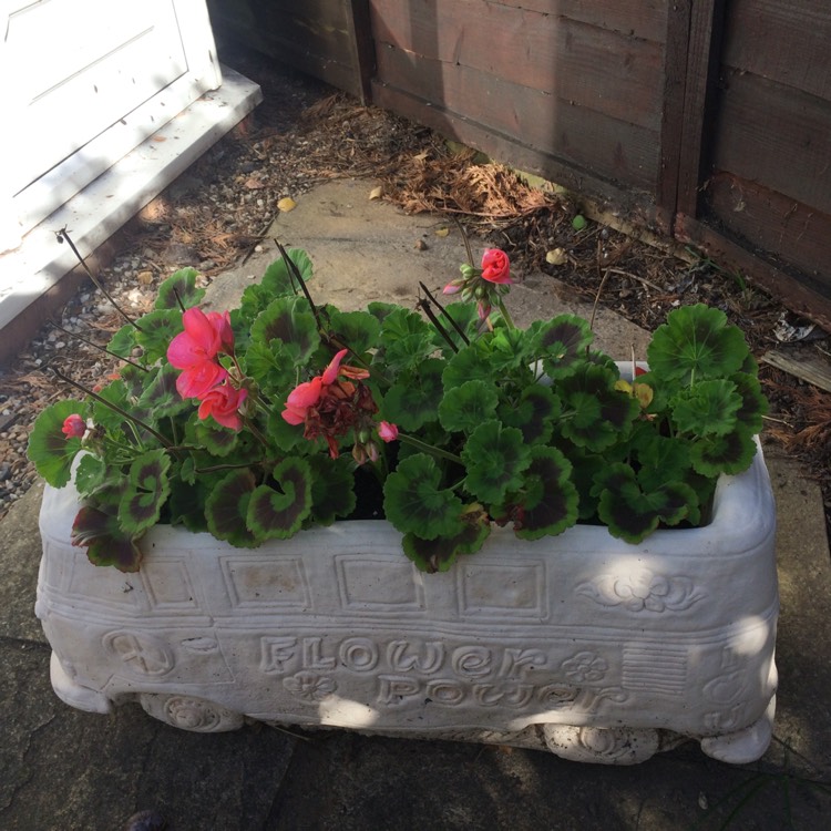 Plant image Pelargonium 'Frank Headley'