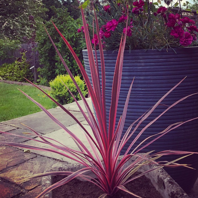 Plant image Cordyline australis 'Charlie Boy'