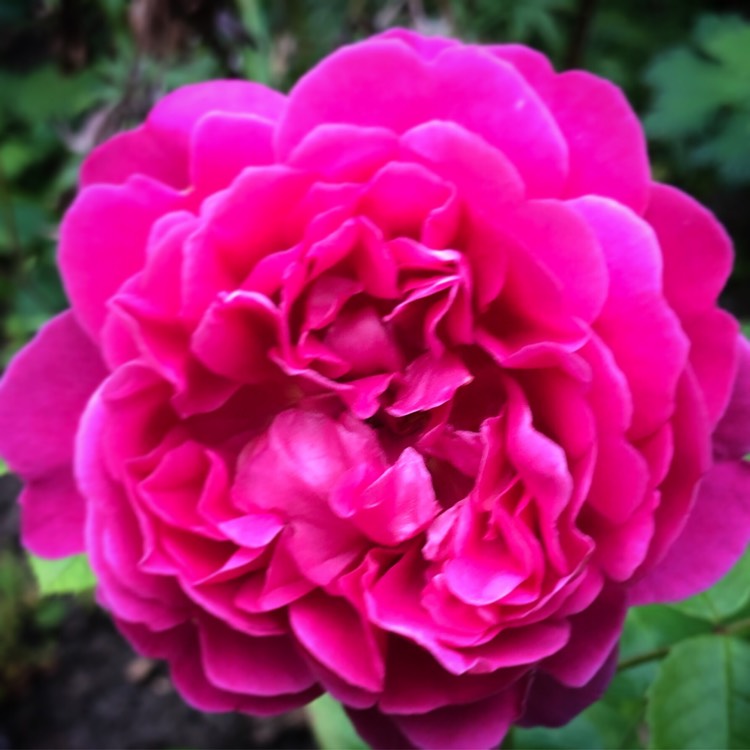 Plant image Rosa 'Auskitchen' syn. Rosa 'Princess Anne'