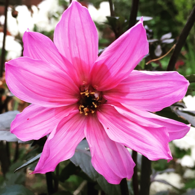 Plant image Dahlia 'Hdpu165' (Happy Days Series) syn. Dahlia 'Happy Days Purple'