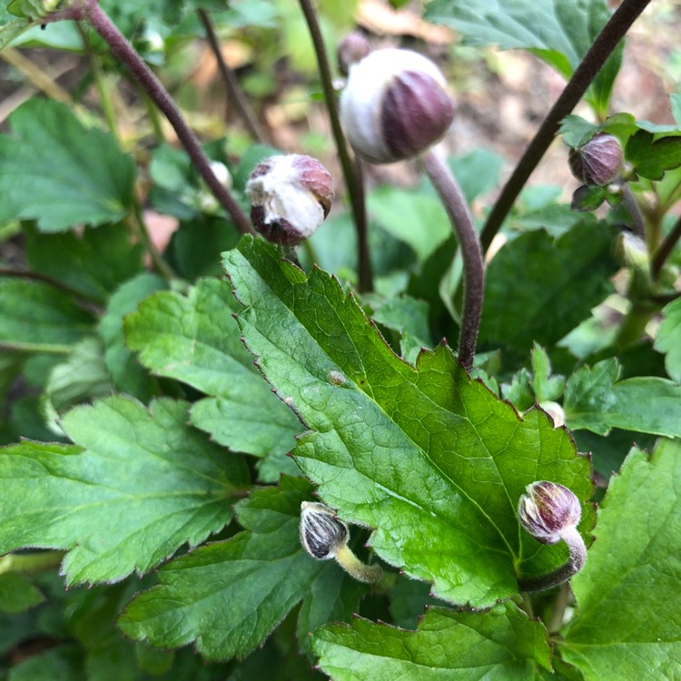 Plant image Anemone Hupehensis var. japonica 'Fantasy Cinderella'