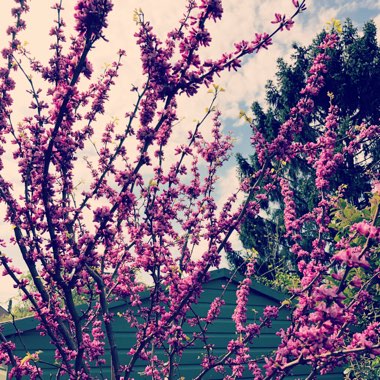 Cercis Chinensis 'Avondale'