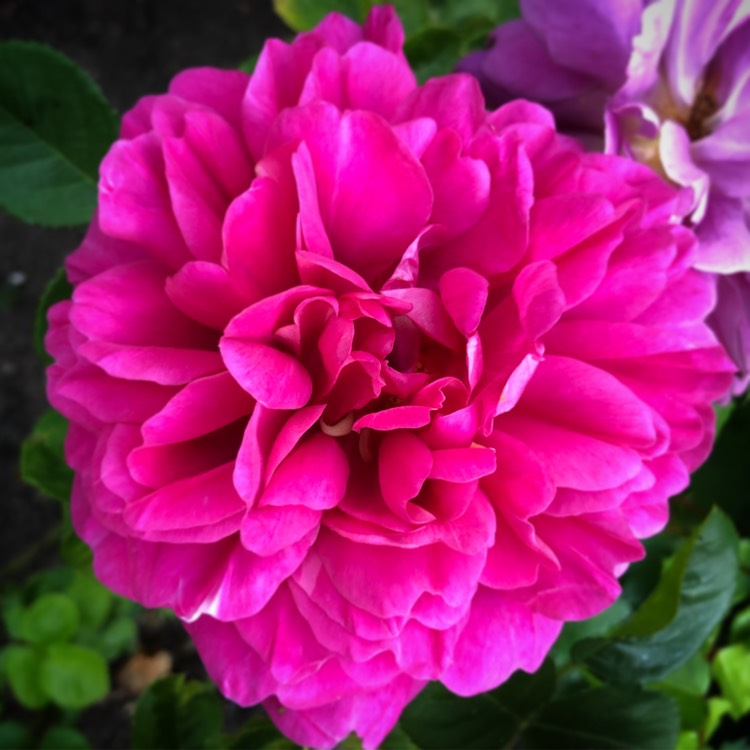 Plant image Rosa 'Auskitchen' syn. Rosa 'Princess Anne'