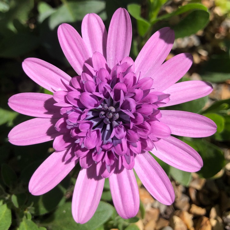 Plant image Osteospermum '3D Double Purple'