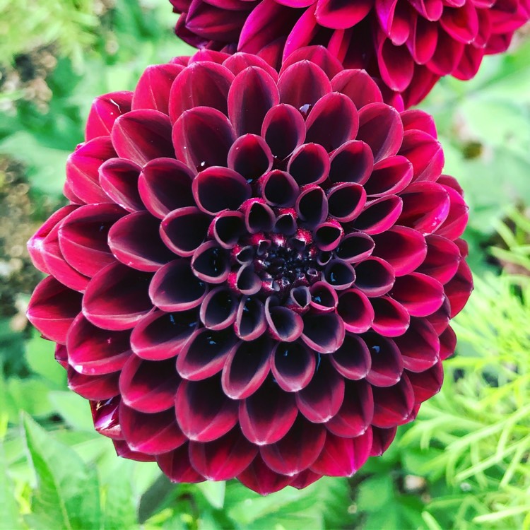 Plant image Dahlia 'Darkarin'