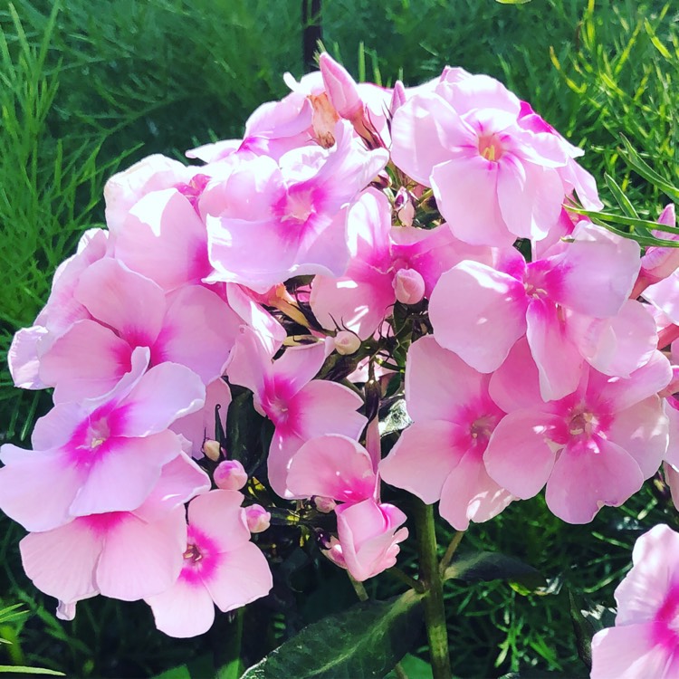 Plant image Phlox Paniculata 'Bright Eyes'