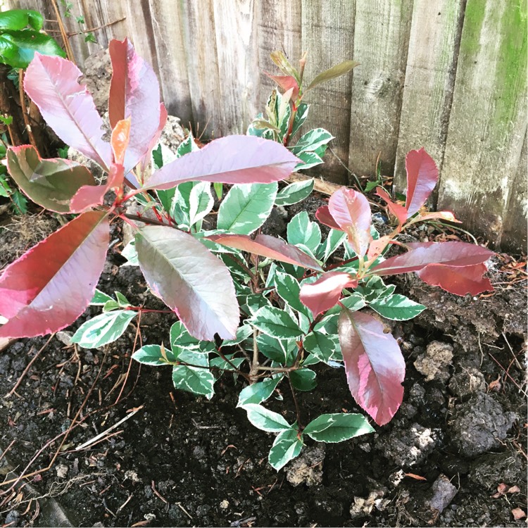 Plant image Photinia x fraseri 'Louise'